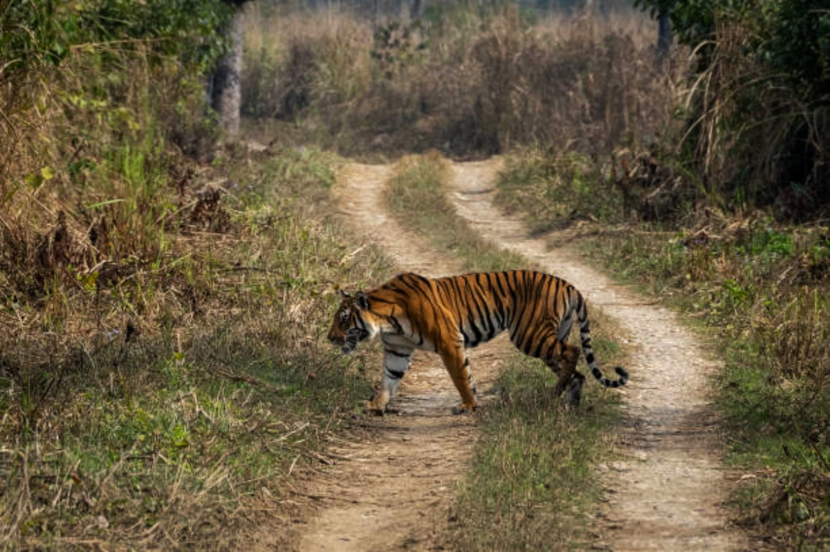 4)Chitwan National Park